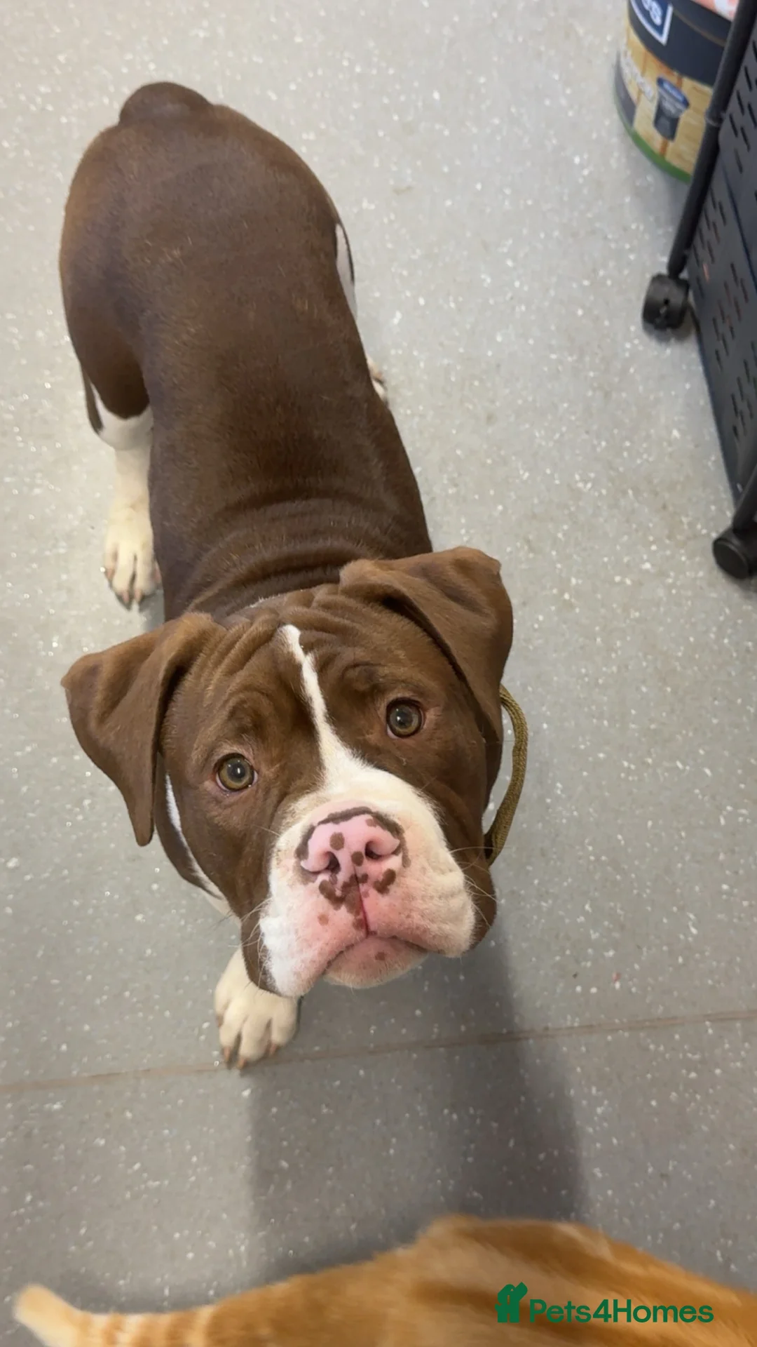 American Bulldog dogs for sale: American bulldog “Bosco” - Advert 6