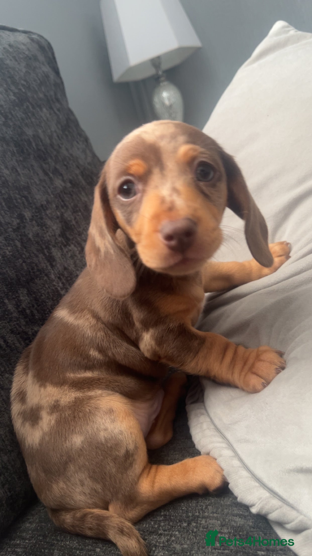 Miniature Dachshund dogs  ISABELLA DAPPLE BOY Minature Dachshund - Advert 17