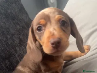 Miniature Dachshund dogs ISABELLA DAPPLE BOY Minature Dachshund - Advert 17
