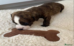 Jack Russell dogs for sale: Bob tail jacks  - Image 2