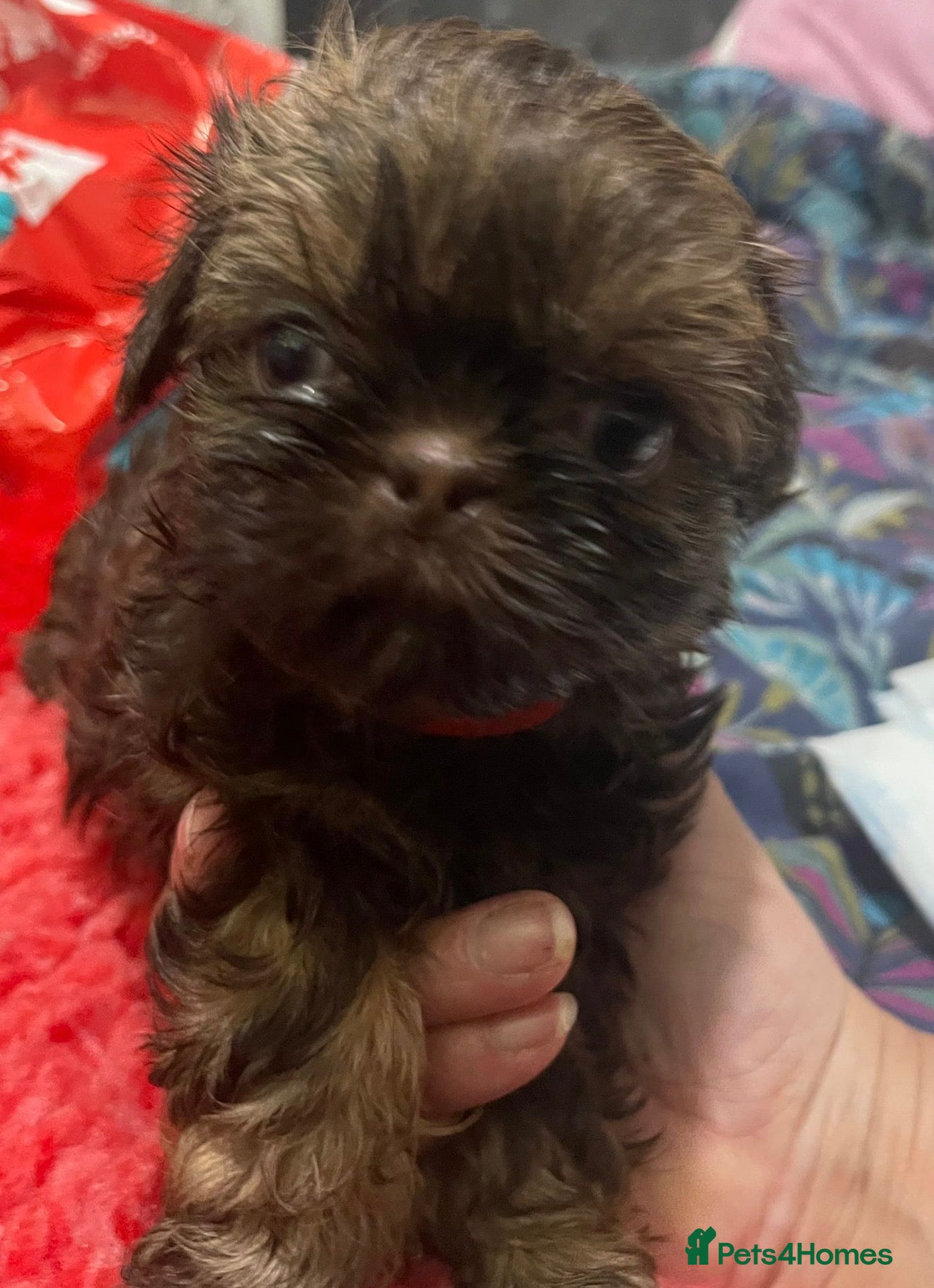 Shih Tzu dogs Shih Tzu Puppies  *Girl Available* - Advert 10