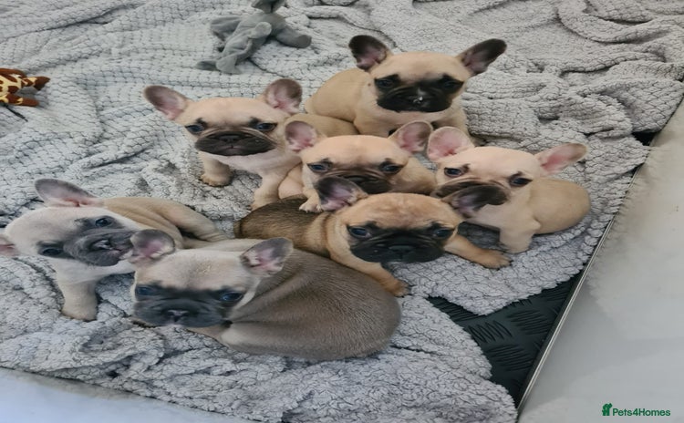 French Bulldog dogs - Advert 10