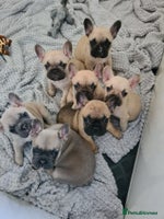 French Bulldog dogs - Advert 15