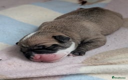 Old Tyme Bulldog dogs for sale: Old tyme bulldog pups  - Image 21