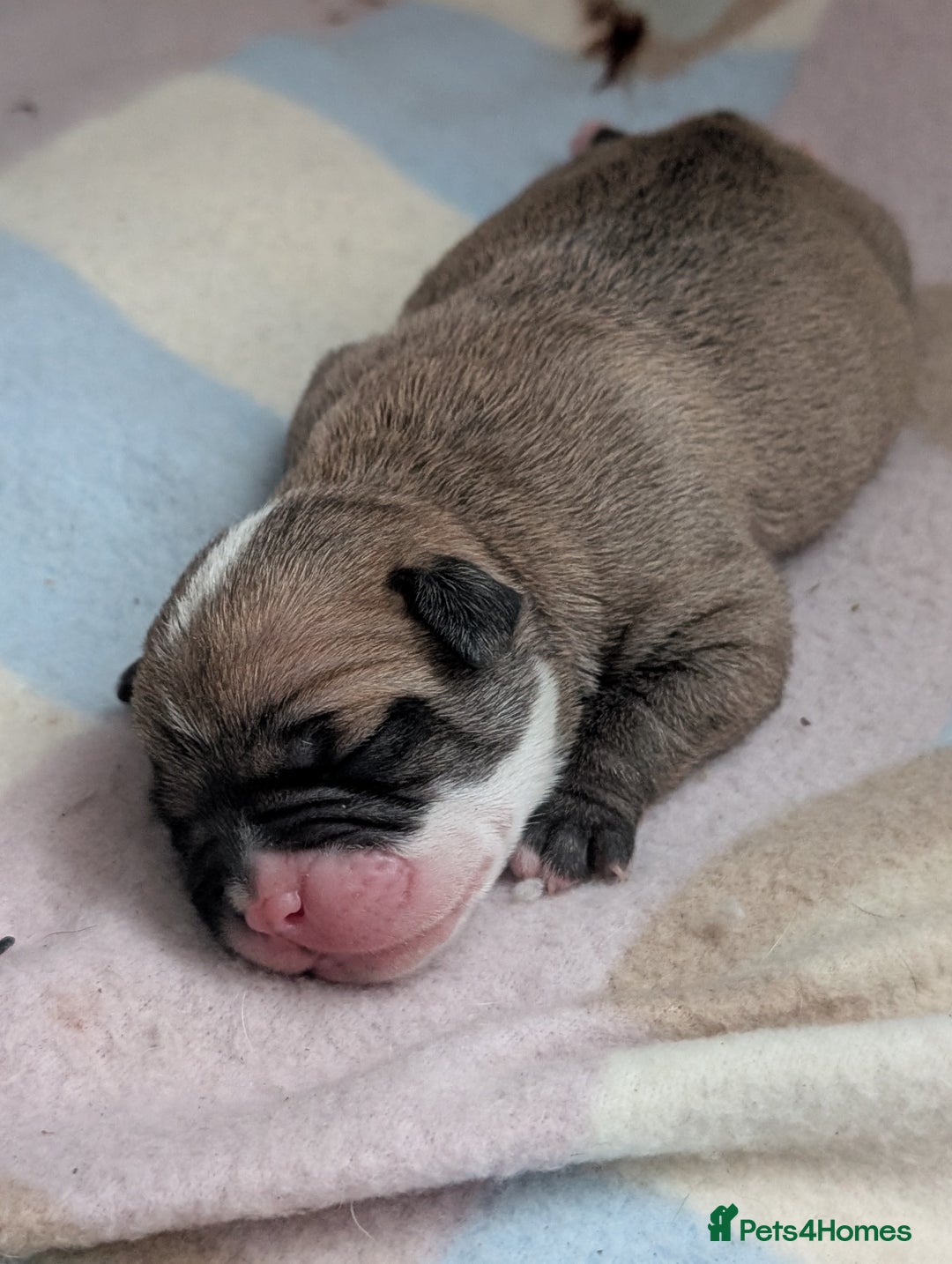 Old Tyme Bulldog dogs for sale: Old tyme bulldog pups  - Image 21