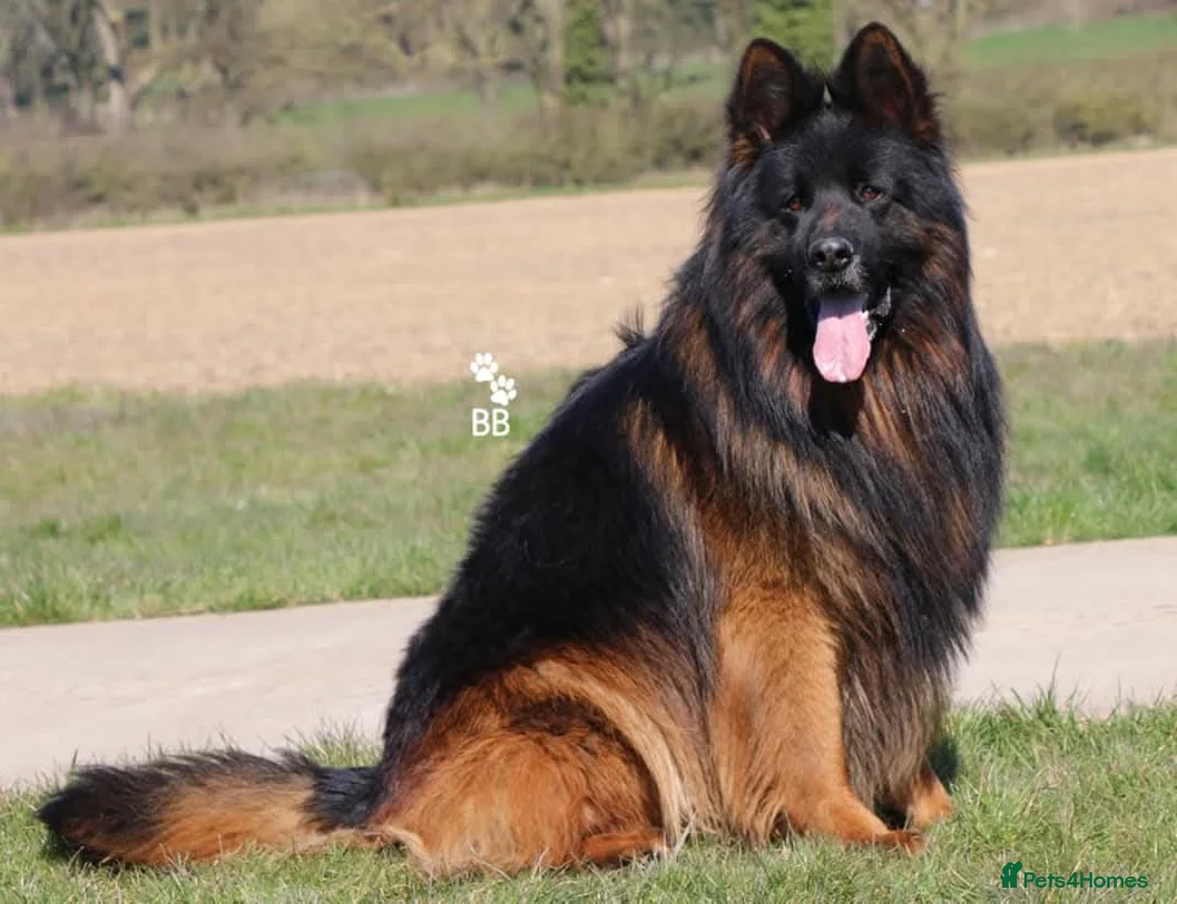German Shepherd dogs for sale: ( Kc ) Handsome Boy with a Unique pedigree  - Advert 12