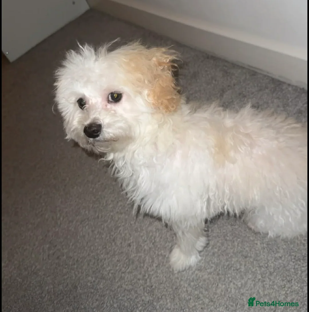Maltipoo dogs for sale:  **  Maltipoo dog FEMALE in Preston - Advert 5