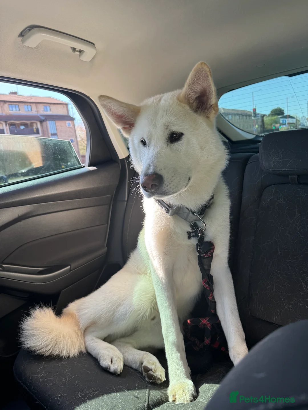 Shepsky dogs for sale: Wolfie German shepherd cross husky  - Advert 3