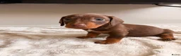 Dachshund dogs for sale: Sausage puppies  in Rotherham - Advert 4