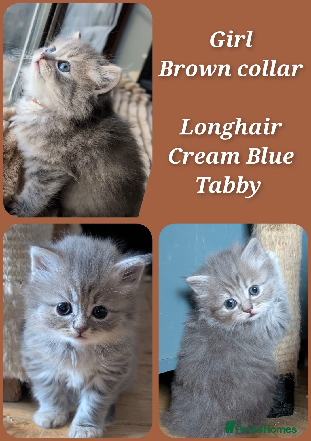 British Longhair cats for sale: 💖💙 BSH and BLH ● TICA & GCCF reg ●  - Advert 18