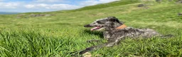 Deerhound dogs for sale: Deerhound puppies  - Advert 10