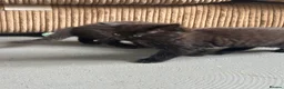 Mixed Breed cats for sale: Mixed gender black kittens for sale  - Advert 11