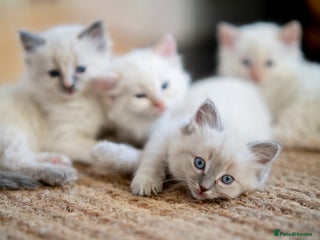 Ragdoll cats Pure Ragdol kittens ready for a new homes - Advert 1
