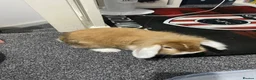 Mini Lop rabbits for sale: Mini lop Rabbit *Boy* 6 months old - Advert 6