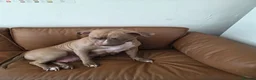 American Bulldog dogs for sale: Pocket American bulldog, she needs a forever home - Advert 6