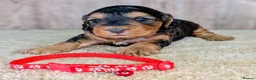 Cockapoo dogs for sale: Beautiful F1B Cockapoos - Advert 8