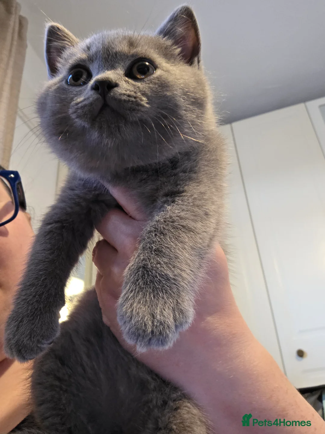 British Shorthair cats for sale: 🐱BRITISH SHORTHAIR🐱 - Advert 20