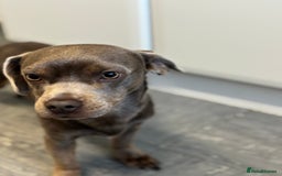 Mixed Breed dogs for sale: Male Lilac Frenchie x Miniature Dachshund  - Image 2