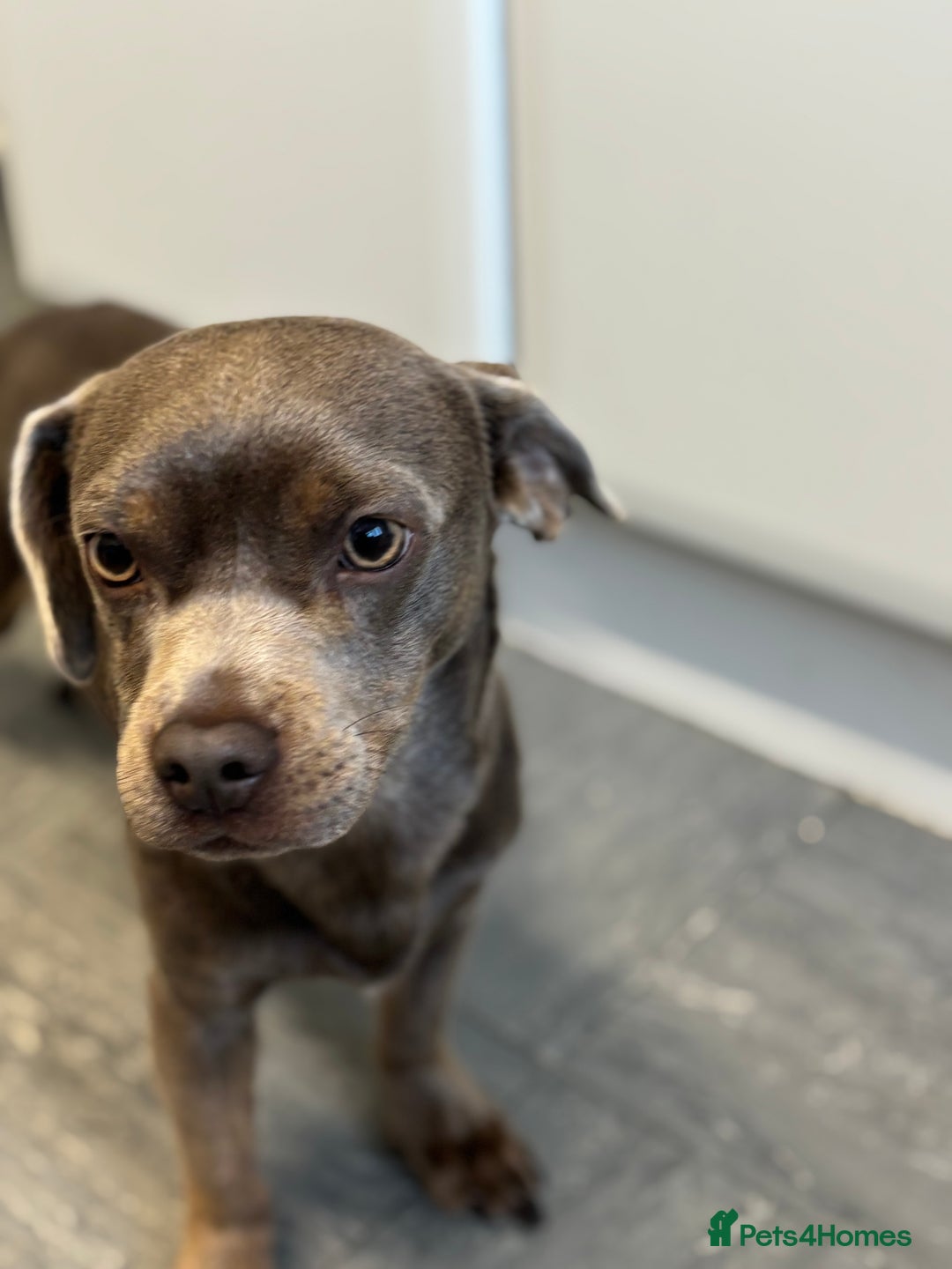 Mixed Breed dogs for sale: Male Lilac Frenchie x Miniature Dachshund  - Image 2