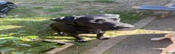 Labrador Retriever dogs for sale: Beautiful KC Registered Labrador Puppies  - Advert 24