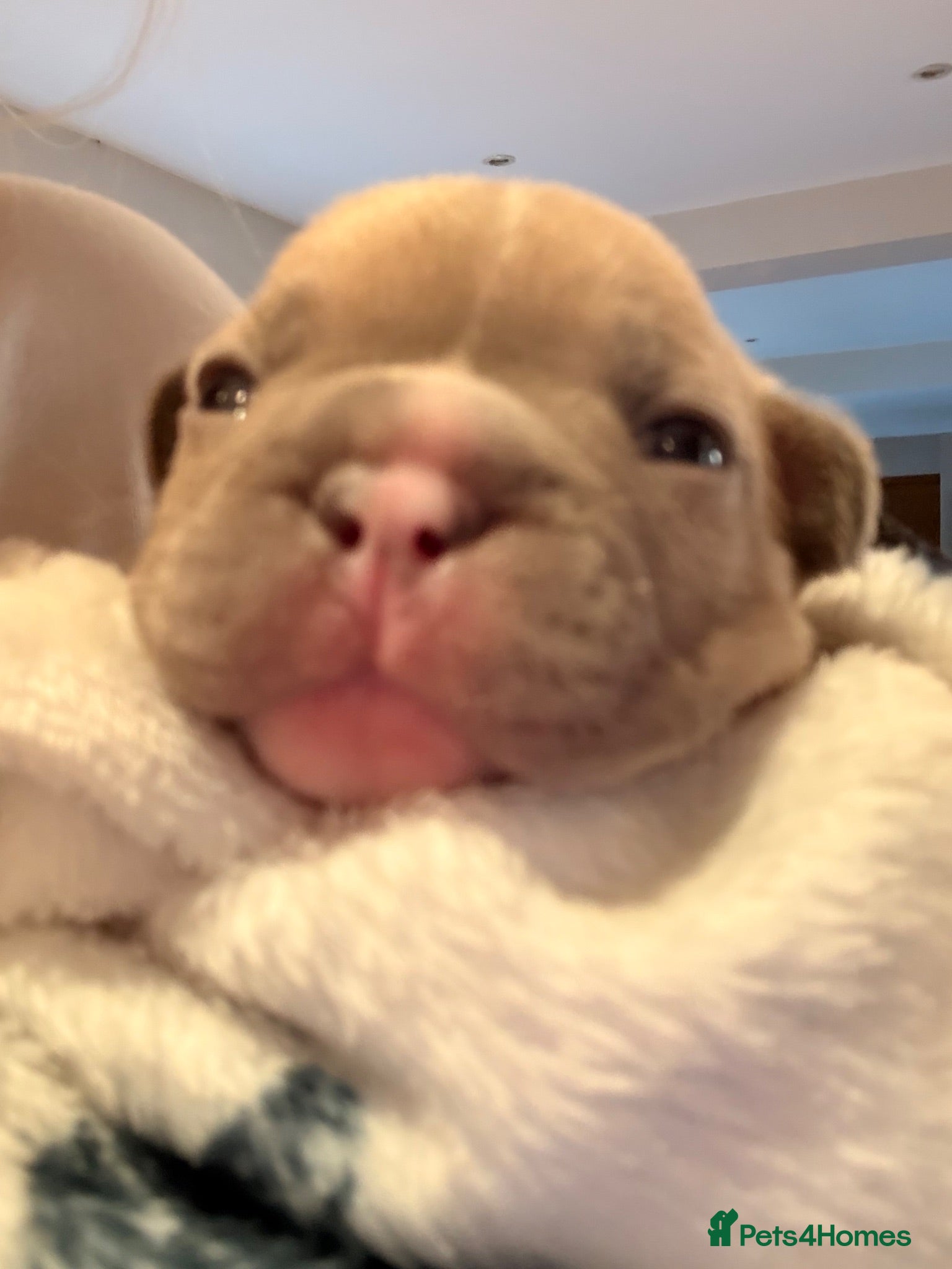 French Bulldog dogs French bulldog puppies now available  - Advert 2