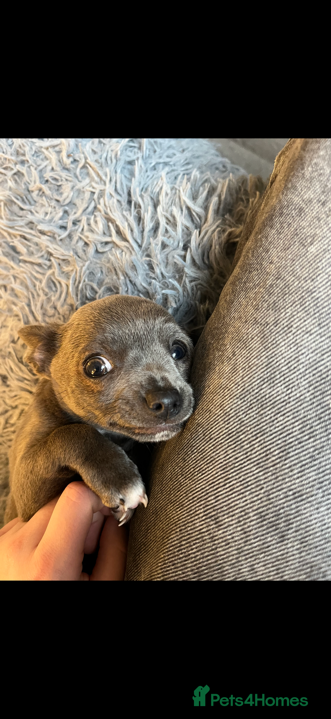 Chihuahua dogs for sale: Blue chihuahua puppies - Advert 12