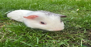Guinea Pig rodents - Advert 2