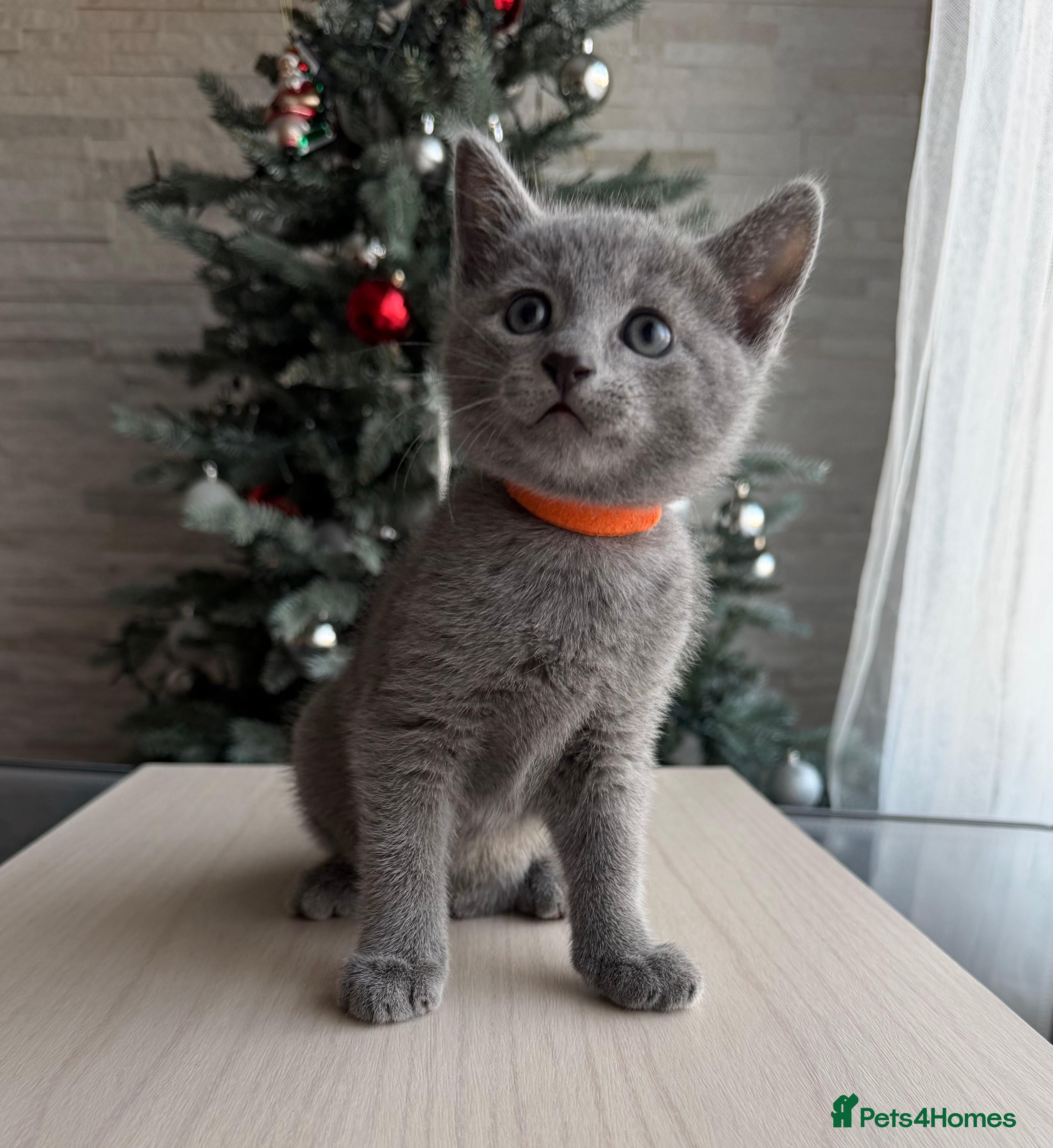 Russian Blue cats Russian blue TICA registered kittens  - Advert 11