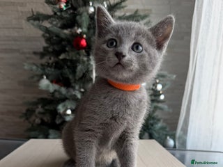 Russian Blue cats Russian blue TICA registered kittens - Advert 11