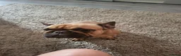 French Bulldog dogs for sale: Miss kora - Advert 6