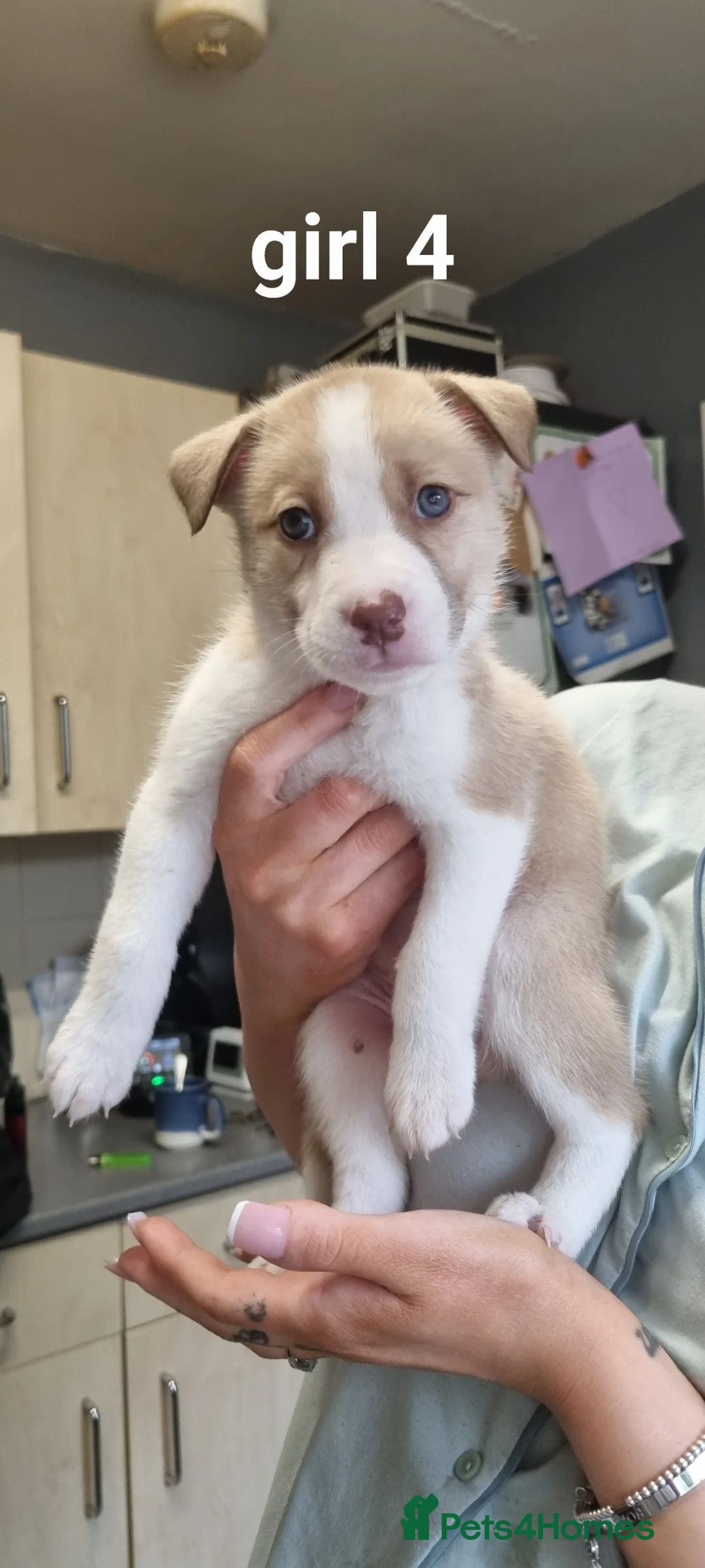 Mixed Breed dogs for sale: Staffy cross husky pups in Leicester - Advert 2