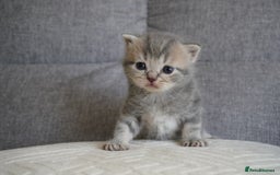 Scottish Fold cats for sale: Scottish Fold kittens  - Image 8