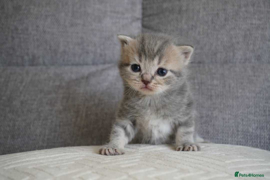 Scottish Fold cats for sale: Scottish Fold kittens  - Image 8