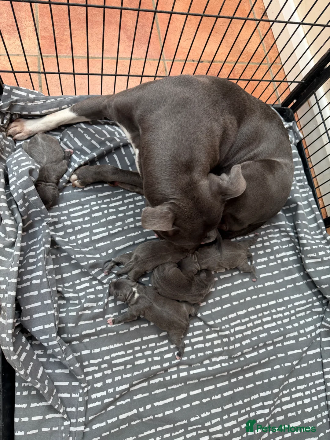 Staffordshire Bull Terrier dogs for sale: Outstanding KC registered Staffy pups blue 💕💙 - Advert 2