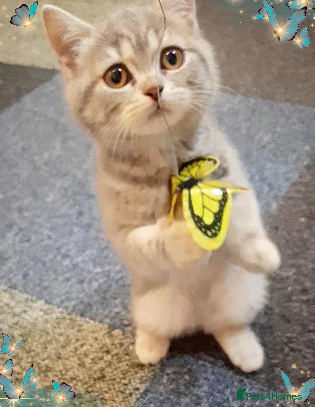 British Shorthair cats British kittens  - Advert 4