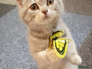 British Shorthair cats British kittens - Advert 1