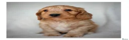 Cockapoo dogs for sale: Quality F1 Cockapoo puppies - Advert 27