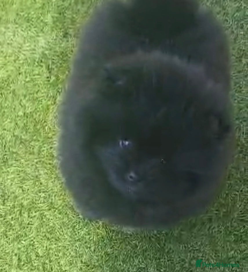 Pomeranian dogs Stunning health tested Pomeranian Boy  - Advert 1