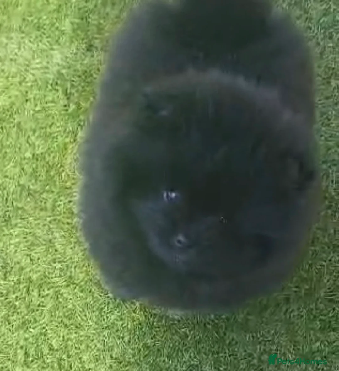 Pomeranian dogs for sale: Stunning health tested Pomeranian Boy  - Advert 1