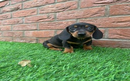 Miniature Dachshund dogs for sale: Beautiful miniature Dachshund puppies  - Image 5