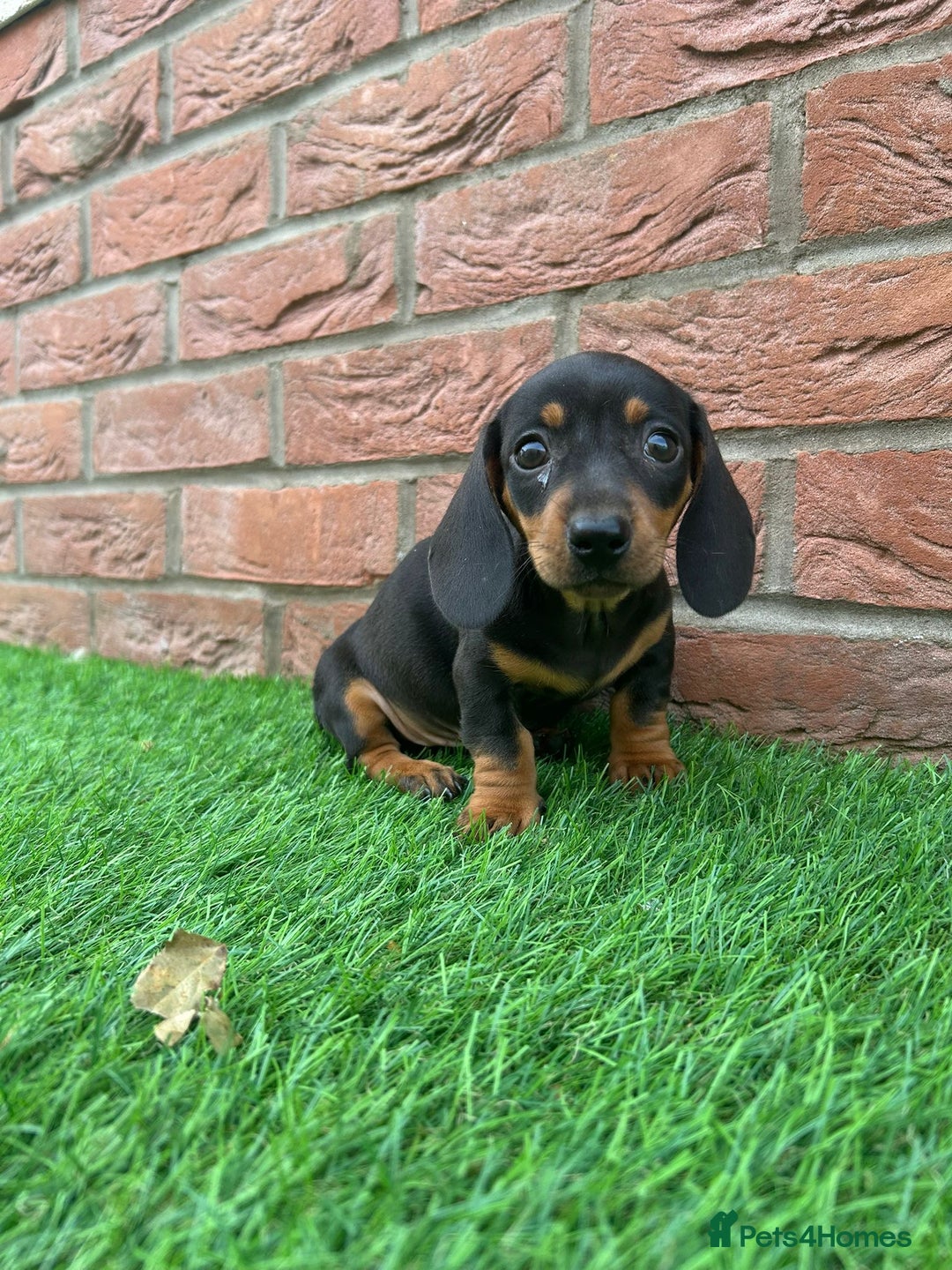 Miniature Dachshund dogs for sale: Beautiful miniature Dachshund puppies  - Image 5