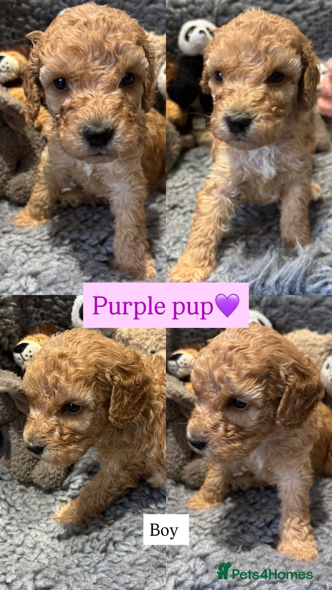 Cockapoo dogs for sale: Cockapoo’s 6 boys 2 girls  - Image 7