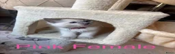 Ragdoll cats for sale: 💙6 Beautiful Pure Ragdoll Kittens💙 - Advert 8