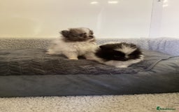 Pomeranian dogs for sale: Pomeranian  - Image 4