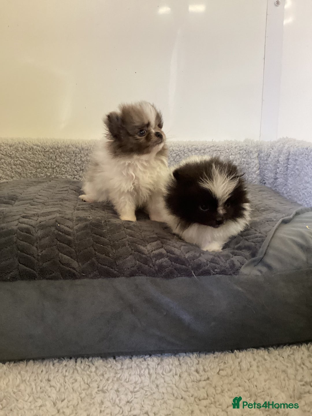 Pomeranian dogs for sale: Pomeranian  - Image 4