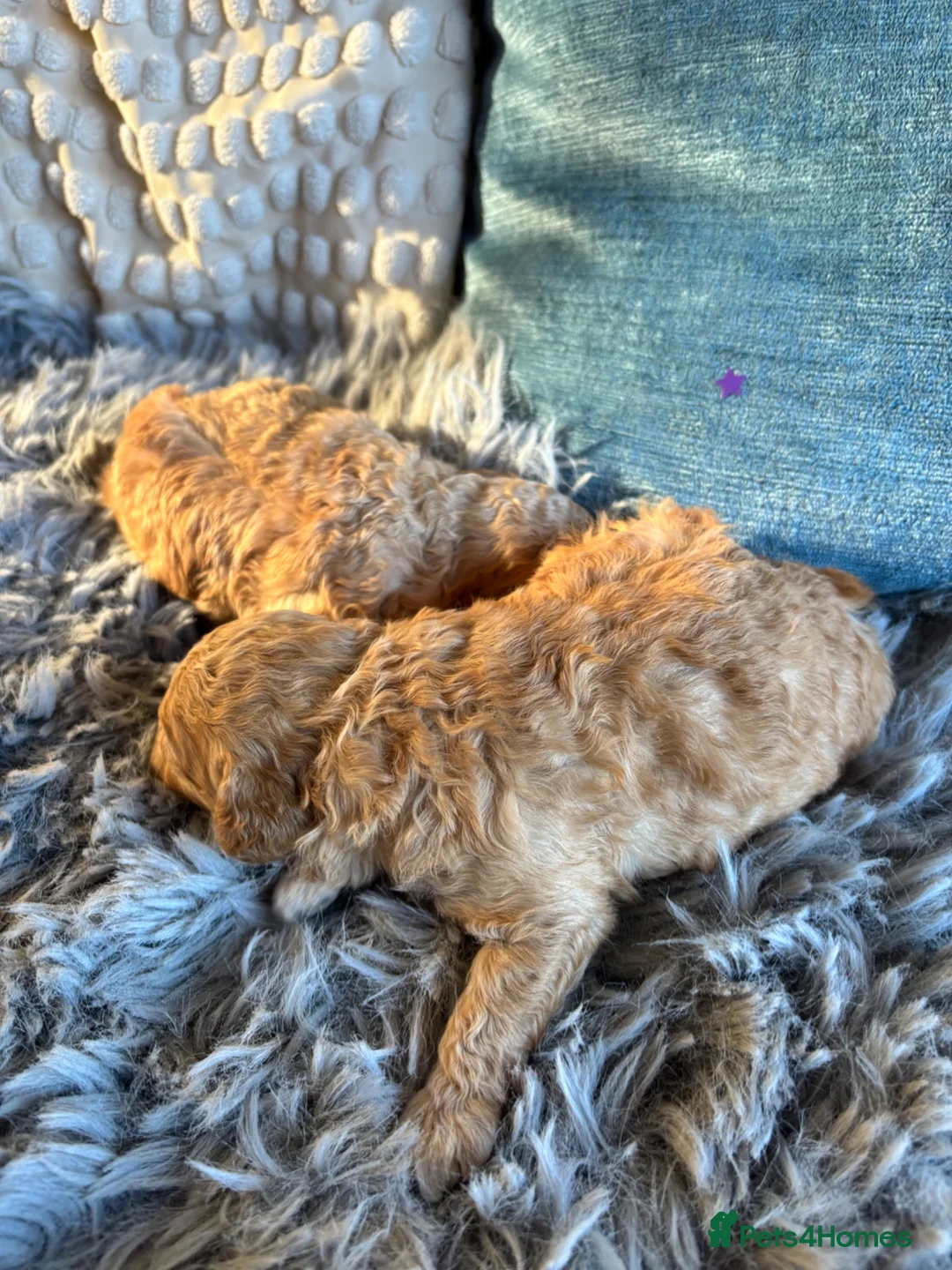 Toy Poodle dogs for sale: Litter of 2 beautiful Apricot girls  - Advert 6