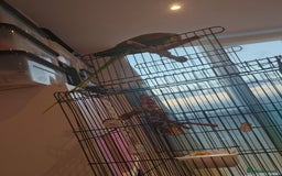 Parrots birds for sale: Alexandrine male - Image 2