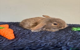 Mini Lop rabbits for sale: Mini lop bunnies  - Image 4