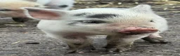 Pig livestock for sale: 🐷💛ADORABLE MINI PIGLETS💛🐷 - Advert 3