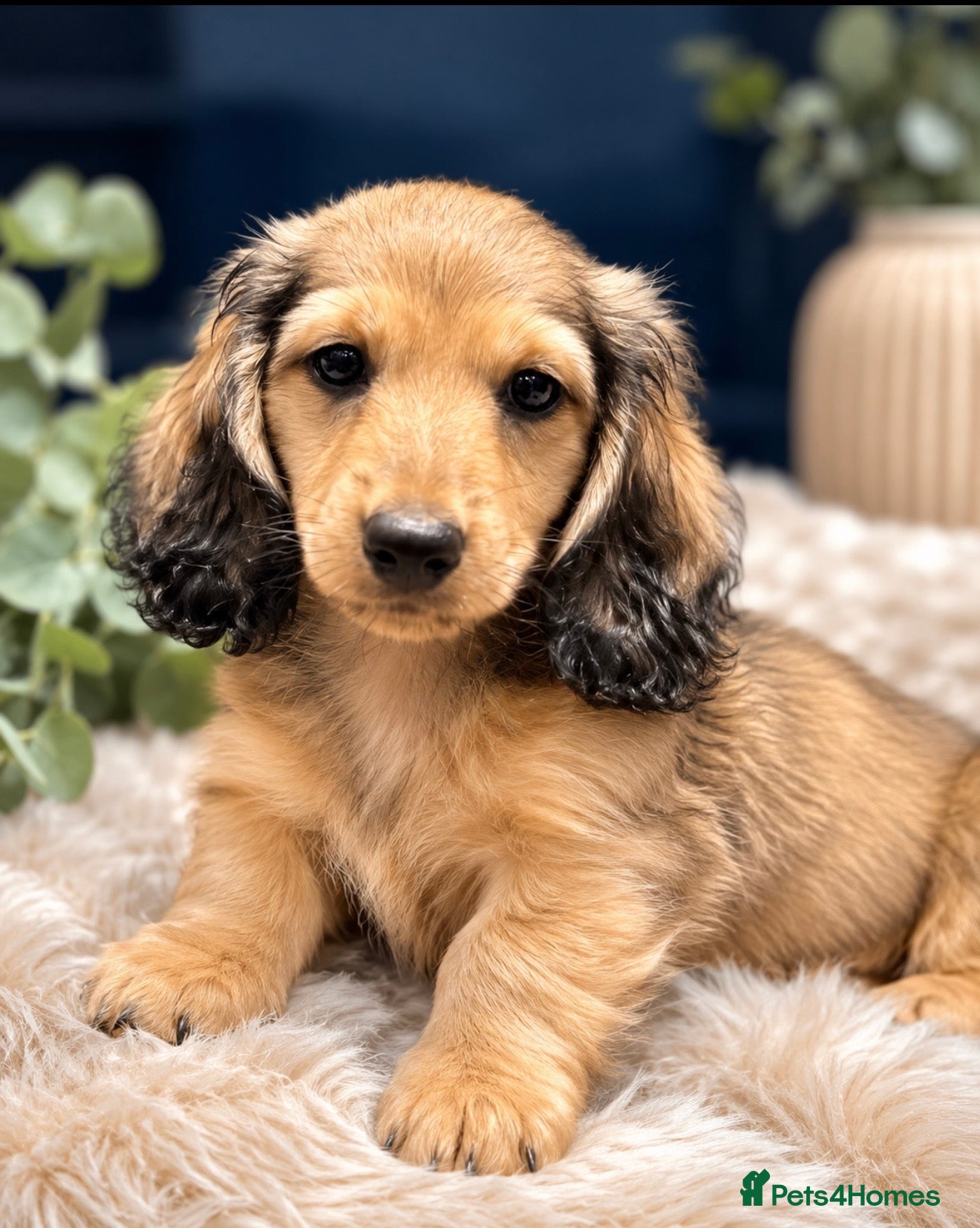 Miniature Dachshund dogs Ready now! Stunning PRA clear L/H champion pup  - Advert 1